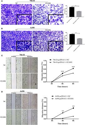 Corrigendum: STAM Prolongs Clear Cell Renal Cell Carcinoma Patients’ Survival via Inhibiting Cell Growth and Invasion